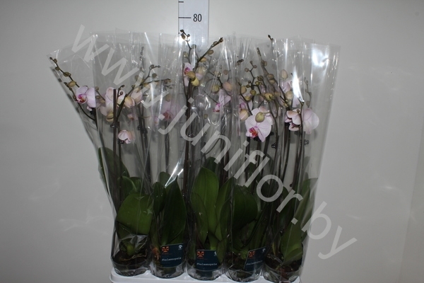 Фаленопсис Phalaenopsis Nashville 2-Tak cites Фаленопсис Phalaenopsis Nashville 2-Tak cites