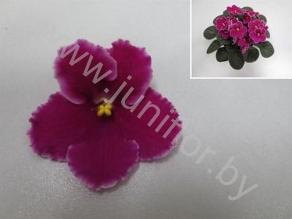 Сенполия Eloyce