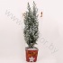 Кипарис Cham.Sn.Kersthoes SNOW