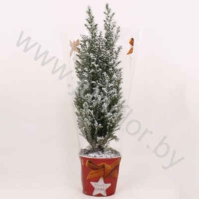Кипарис Cham.Sn.Kersthoes SNOW