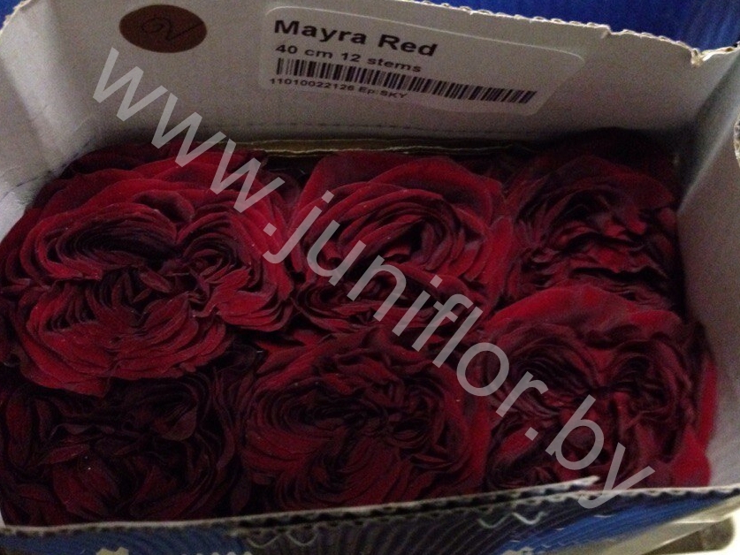 Пионовидная роза Mayra Red