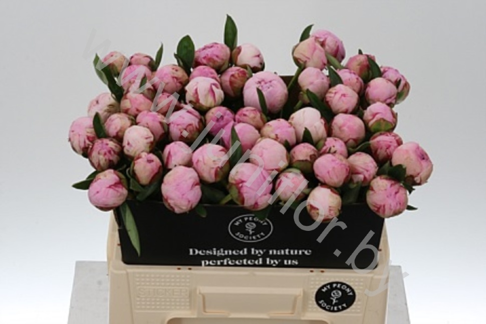 Пион Paeonia Sarah Bernhardt Пион Paeonia Sarah Bernhardt