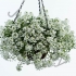Лобулария Lobularia Hybrida White Лобулария Lobularia Hybrida White