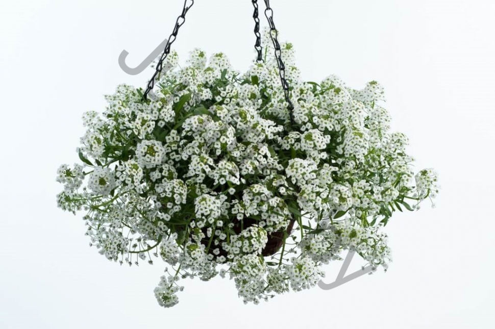Лобулария Lobularia Hybrida White