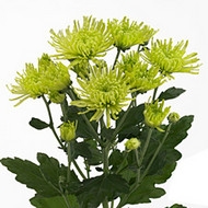 Хризантема Anastasia dark lime