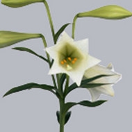 Лилия Az Worldwhite
