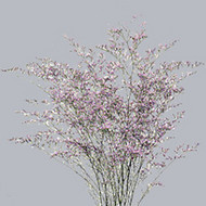 Limonium Ocean Blue