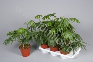 Антуриум polystichum Tweed