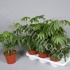 Антуриум polystichum Tweed Антуриум polystichum Tweed