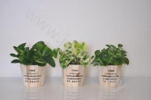 Пеперомия In Nairobi Houten Pot