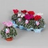Цикламен Cyclamen SS Picasso Mix Цикламен Cyclamen SS Picasso Mix