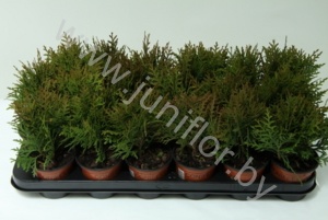 Туя Thuja Danica