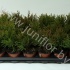 Туя Thuja Danica