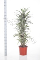 Драцена Dracaena White Stripe Vertakt