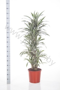 Драцена Dracaena White Stripe Vertakt