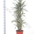 Драцена Dracaena White Stripe Vertakt Драцена Dracaena White Stripe Vertakt