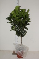 Фикус Ficus Lyrata Bambino Op Stam