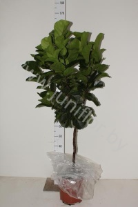 Фикус Ficus Lyrata Bambino Op Stam