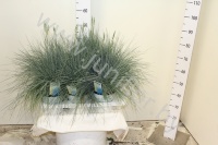 Овсяница Festuca Glauca