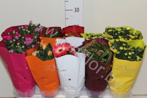 Микс Tisento BloeiMix