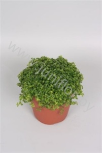 Пилея Pilea Penockio