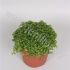 Пилея Pilea Penockio Пилея Pilea Penockio
