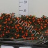 Соланум Solanum Pseudocapsicum Соланум Solanum Pseudocapsicum