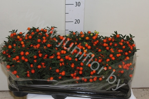 Соланум Solanum Pseudocapsicum