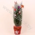 Кипарис Cham.Sn.Kersthoes Decoraties SNOW