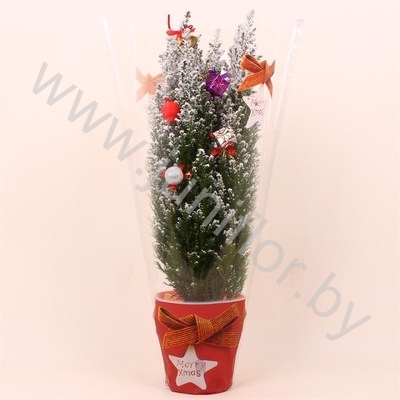 Кипарис Cham.Sn.Kersthoes Decoraties SNOW