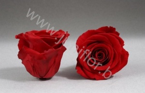 Стабилизированная роза Rose pr RED01