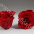 Стабилизированная роза Rose pr RED01