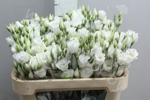 Эустома Lisi en White