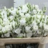 Эустома Lisi en White Эустома Lisi en White