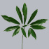 Philodendron_Fun_Bun.jpg Philodendron Fun Bun