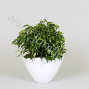 Фикус Envelope Green Kinky