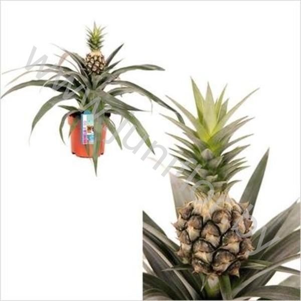 Ананас Champaca (Met Fruit)