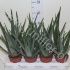 Алоэ Aloe CITES Vera Алоэ Aloe CITES Vera