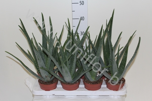 Алоэ Aloe CITES Vera