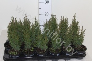 Можжевельник Juniperus Compressa
