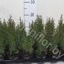 Можжевельник Juniperus Compressa Можжевельник Juniperus Compressa