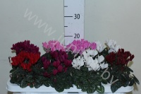 Цикламен Cyclamen Super Serie Verano Mix
