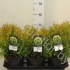 Туя Thuja Golden Globe Туя Thuja Golden Globe