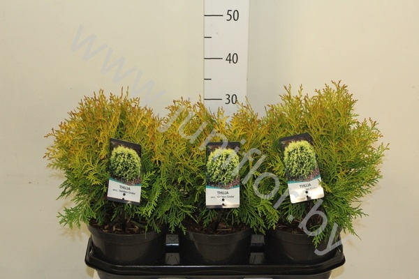 Туя Thuja Golden Globe Туя Thuja Golden Globe