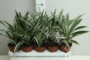 Драцена Dracaena White Stripe