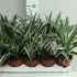 Драцена Dracaena White Stripe Драцена Dracaena White Stripe