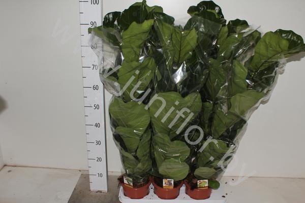 Фикус Ficus Lyrata