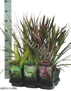 Микс Grasses Gemengd