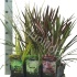 Микс Grasses Gemengd Микс Grasses Gemengd