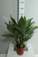 Аглаонема Aglaonema B.J. Freedman